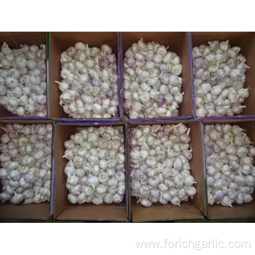 Normal White Garlic Fresh Crop 2019 Size 5.0